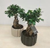 Ficus ginsen