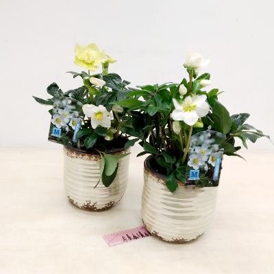 Planta Helleborus