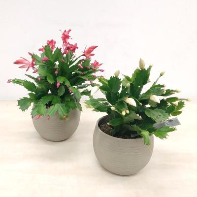 planta schlumbergera			