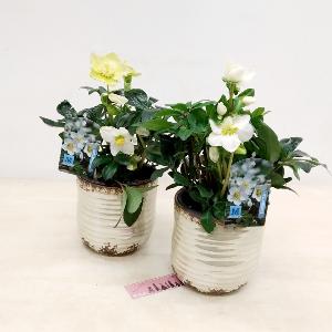 Planta Helleborus