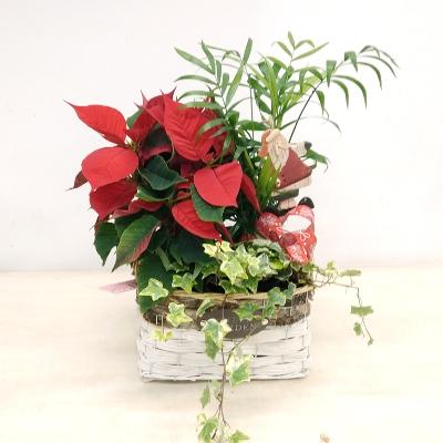 Centre de plantes amb poinsettia 