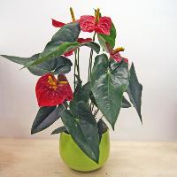 Anthurium