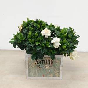 Planta de gardenia