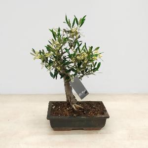 Bonsai