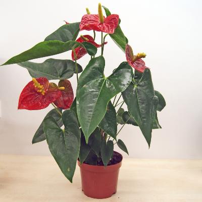 Anthurium