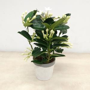 planta estiphanotis