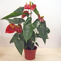 Anthurium