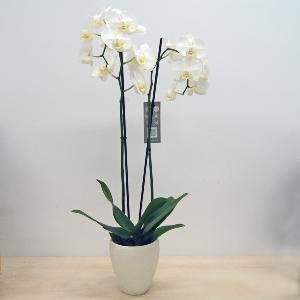 Orquidea phalenopsis