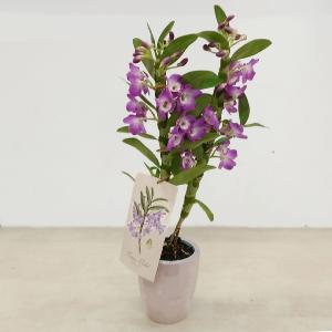 Planta dendrobium