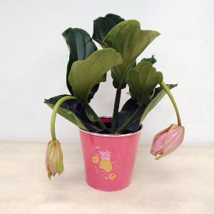 Planta medinilla